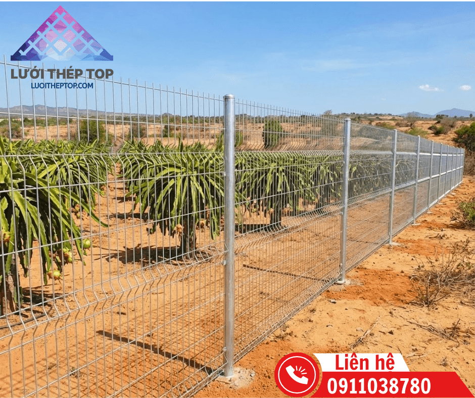 Hàng rào lưới thép hàn cho trang trại thanh long Bình Thuận